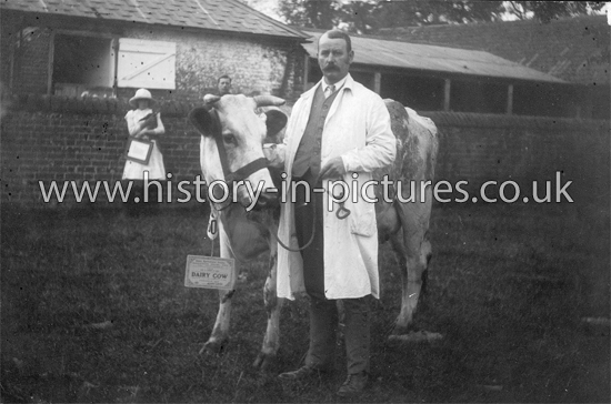 Prize Dairy Cow, Park Gate Farm, Rivenhall, Essex. c.1912